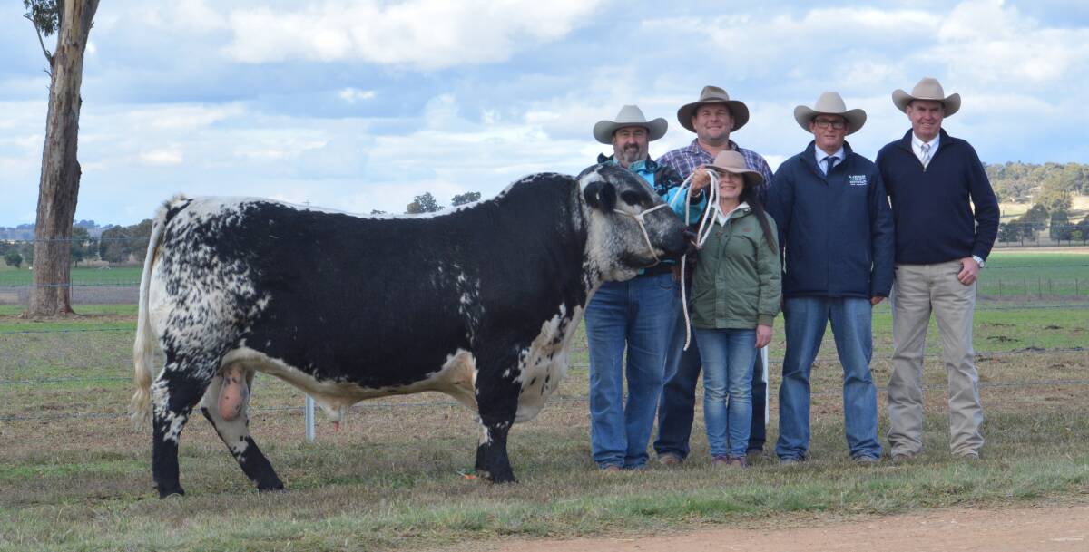 The $100,000 world record breaking bull with vendors Greg Ebbeck and Svetlana Kouzan, Six Star Speckle Park, Bundanoon, and Levi Boes, Southern Aurora Speckle Cattle Company, Berry, agent Scott Myers, H. Francis and Co, Wagga Wagga, and auctioneer Paul Dooley, Tamworth.