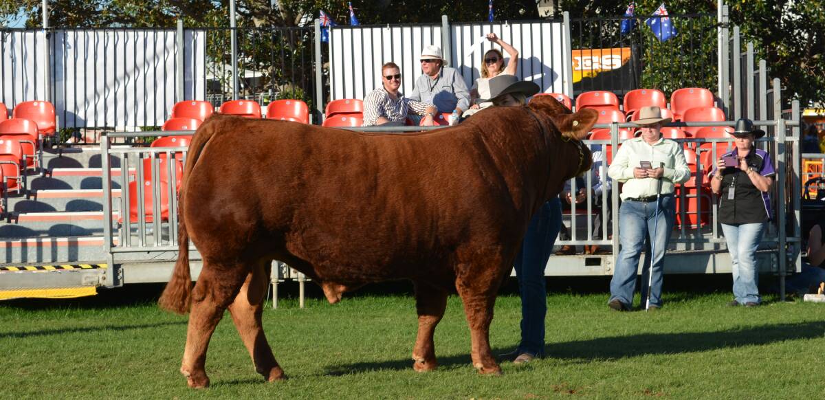 Grand champion Limousin bull, Raydon Park Quokka, during judging.