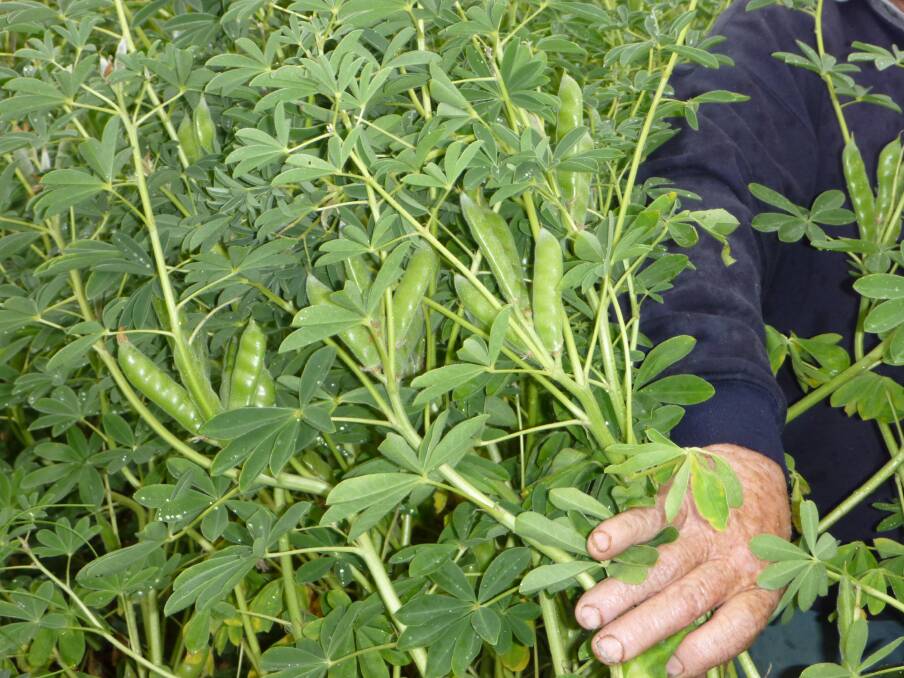 Lupins are an important crop, especially for lighter, acidic soils. A new to NSW variety Coyote, is highlighted in the 2022 edition of the Winter Crop Sowing Guide.
