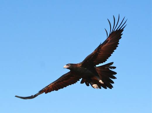 Poison cause of Deniliquin eagle deaths