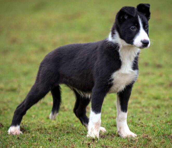 The 11-week-old black and white bitch, Karven Flash, which sold to an online buyer from Norway. Photo: Skipton Auction Mart