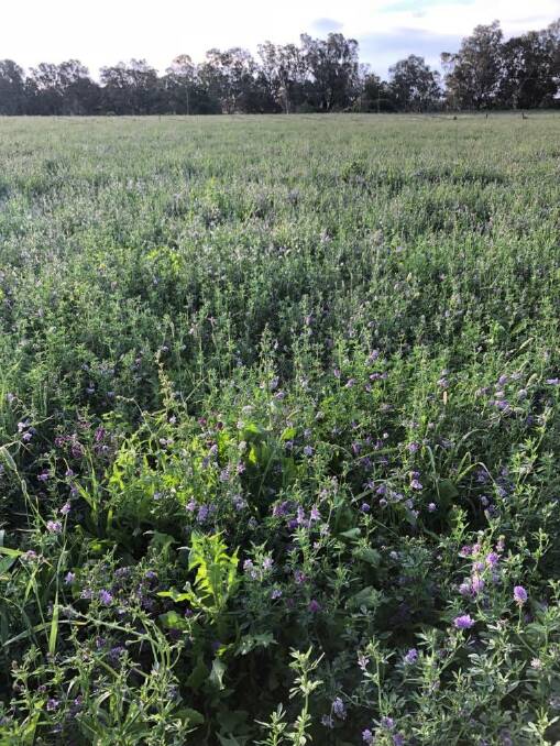 Sub soil testing before this lucerne stand was established detected no subsoil constraints likely to impact on its success. 