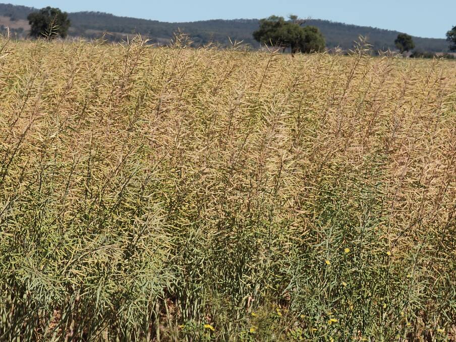 Canola yielding 2t/ha in 2019. Stored fallow moisture was critical to this excellent yield in one of the driest years ever.