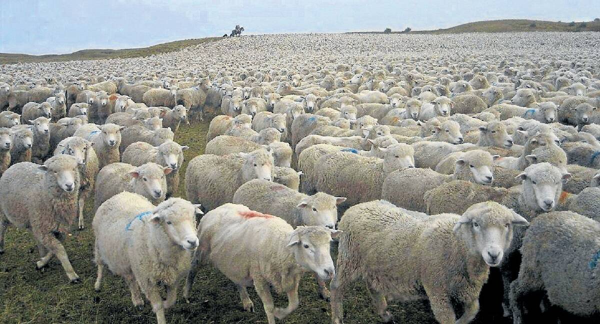 About 20,000 sheep in the Tierra del Fuego region. Between 2008 and 2015, the Ovis 21 group created flocks as big as 25,000 head. The landscape recovery was excellent, but they learned this flock size was too big, as individual sheep productivity began to decline. Photo: Brian Marshall