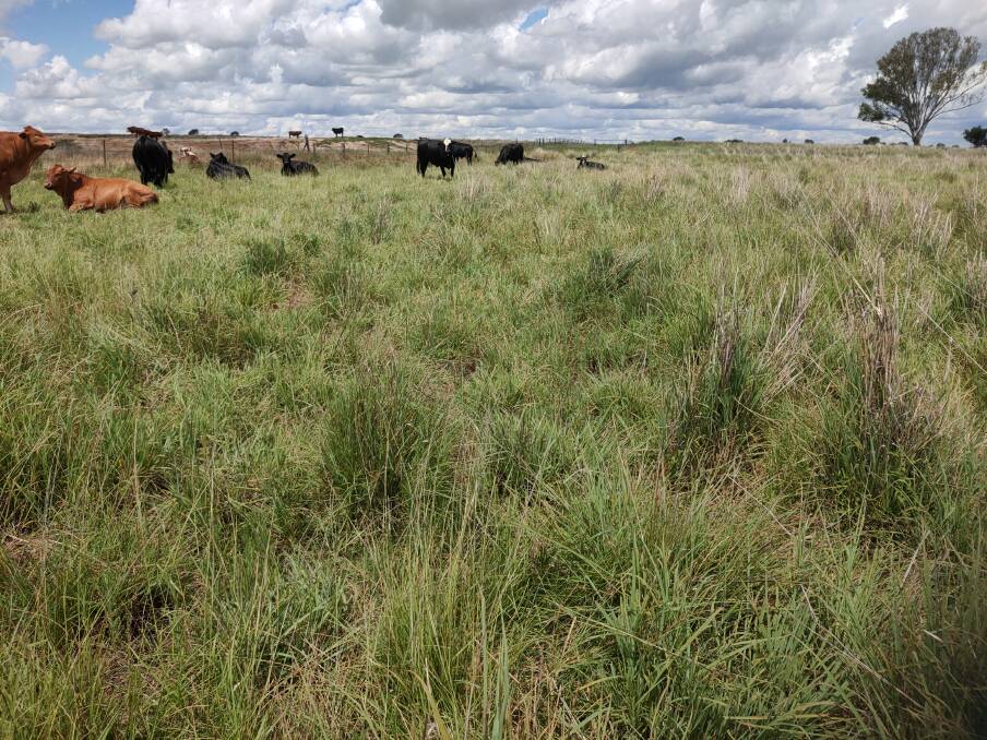 Another example of rapid production from summer rains of quality feed in a tropical grass pasture in the Coonabarabran area. 
