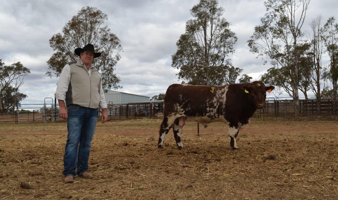 Nic Job, Royalla Shorthorns, Yeoval, with the stud's $9500 top-priced bull, Royalla Utopia N381, which sold to Chester Shorthorns, Krowera near Melbourne in Victoria.
