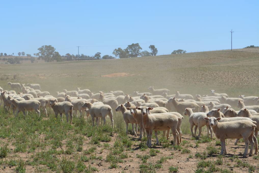 Above: Lambpro-blood lambs being finished on lucerne and a supplement ration for Coles.