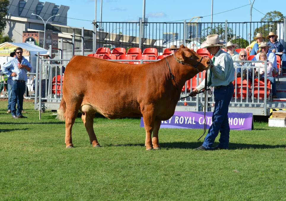 Grand female and best exhibit, Progress Perfect Storm P5, during the Limousin judging.