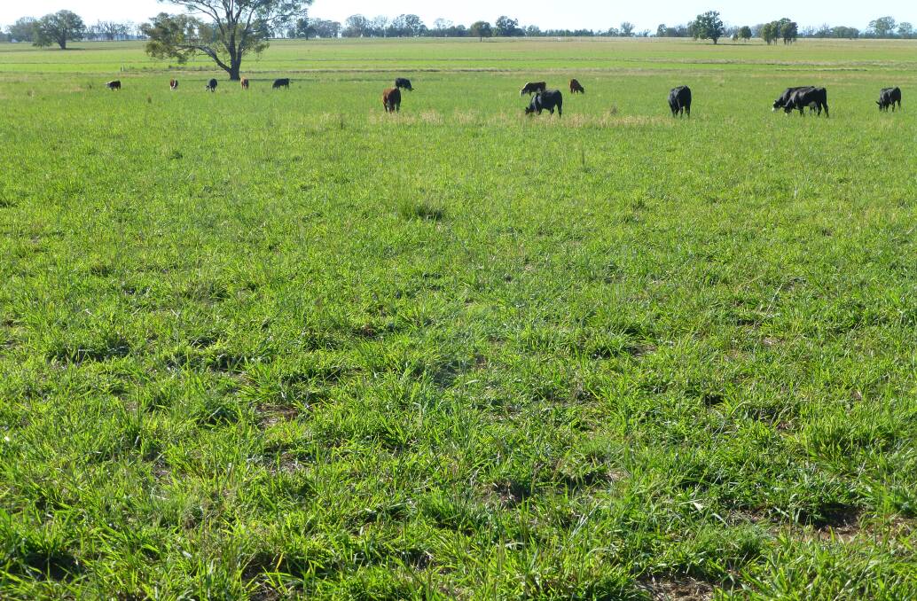 Tropical grass providing good grazing in mid-March 2018 from light rain events in late February/early March. Well managed tropical grasses can help reduce drought impact and duration.
