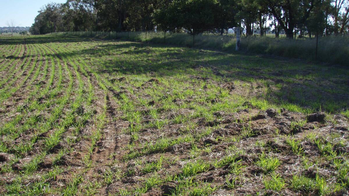 An African lovegrass and Coolatai grass infested paddock zero till sown to oats as part of a long-term control strategy. Note dense African lovegrass and Coolatai on the opposite side of the boundary fence.
