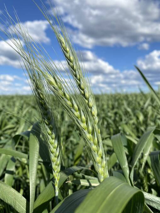 Well-developed wheat heads. Photo: James Pursehouse