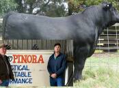 FEVOLA SONS: Brian and Michael Higgins, Yallourn North, both purchased the three top priced bulls at the Pinora Angus bull sale, all sons of Milwillah Fevola M16.