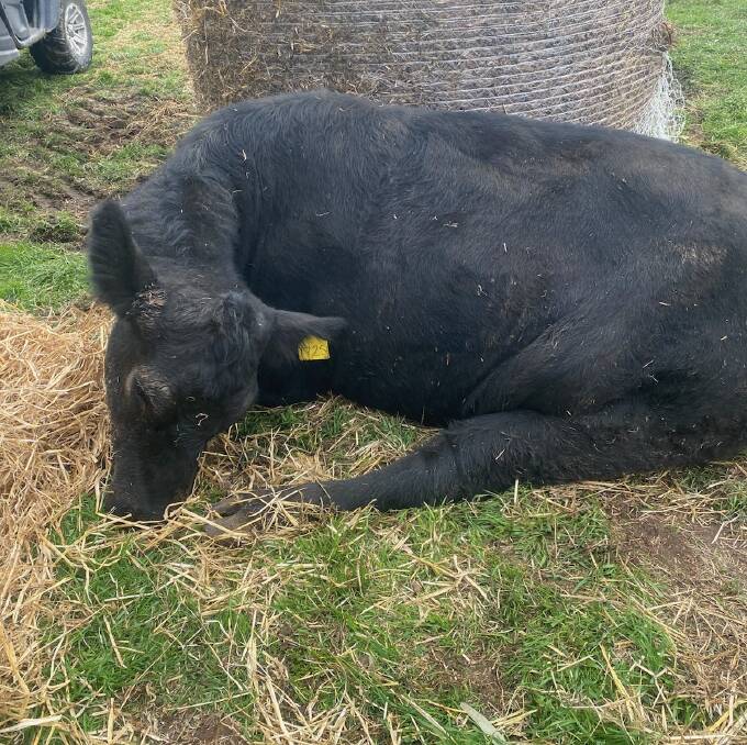 Outbreak: Farmers in north-east Victoria are being urged to supplement feed lactating cows as ongoing cold conditions trigger cases of grass tetany in cattle. Photo supplied. 