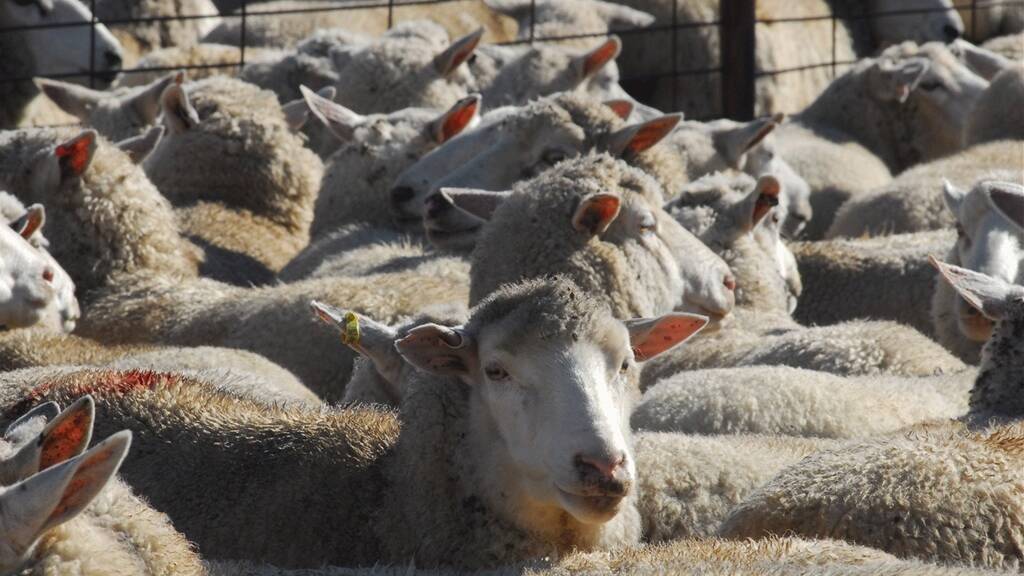 Ewes were sold to a top of $170 a head in the Butt Livestock annual breeders sheep sale held on AuctionsPlus last Thursday. Photo: file