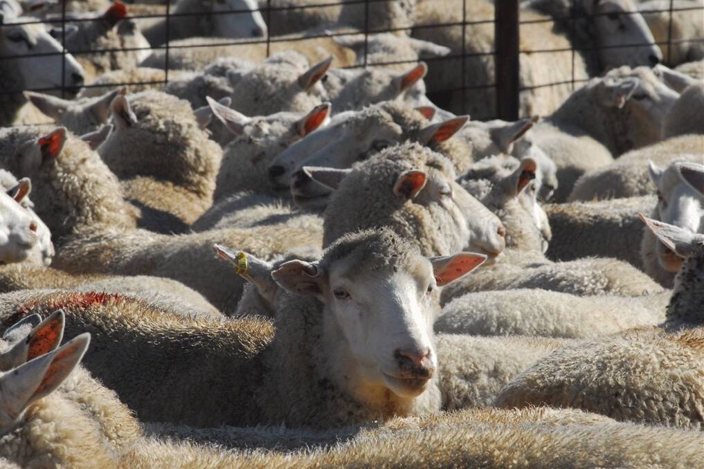 Lamb producers across the state have felt the impacts of COVID-19-enforced delays at meat processors. Photo: File 