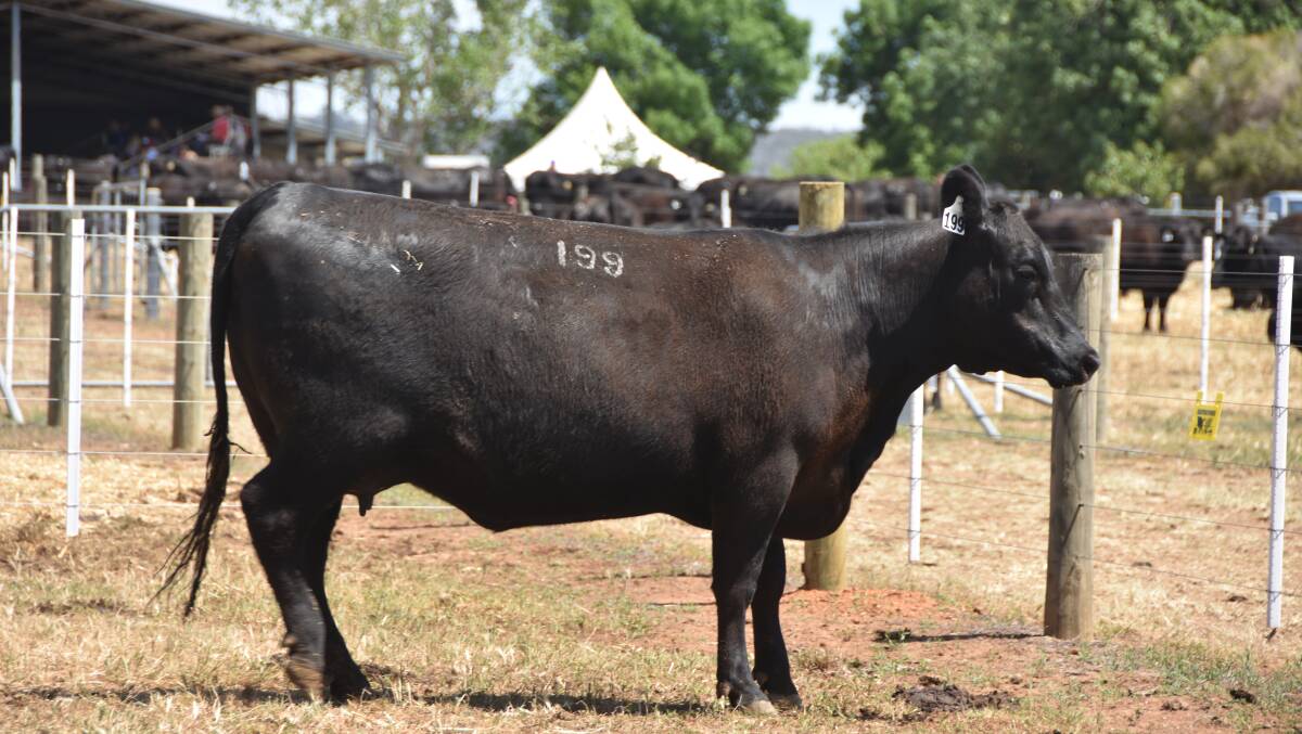 TOP SELLER: Lot 199, Witherswood Abigail, attracted the top bid of $38,000.