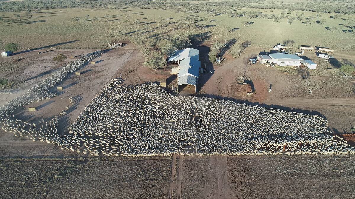 A sight for sore eyes: Oma Station manager Brad Edwards captured this view of a mob of 6500 weaners coming in for classing and shearing on the property situated south of Isisford on the Barcoo River.