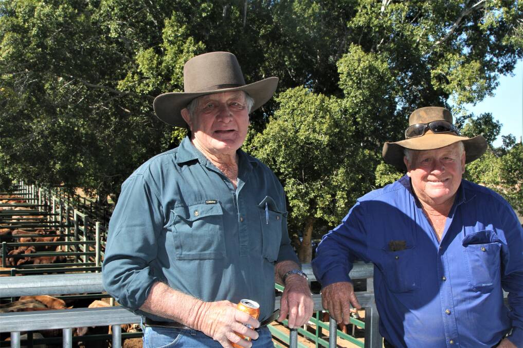 Blackall cattleman John Cameron with Les Brazier, Charter Towers, watching records being set before their eyes. Mr Cameron had earlier sold heavy feeder Santa Gertrudis steers for 498.2c/kg that returned $2377/head. Photos: Sally Gall