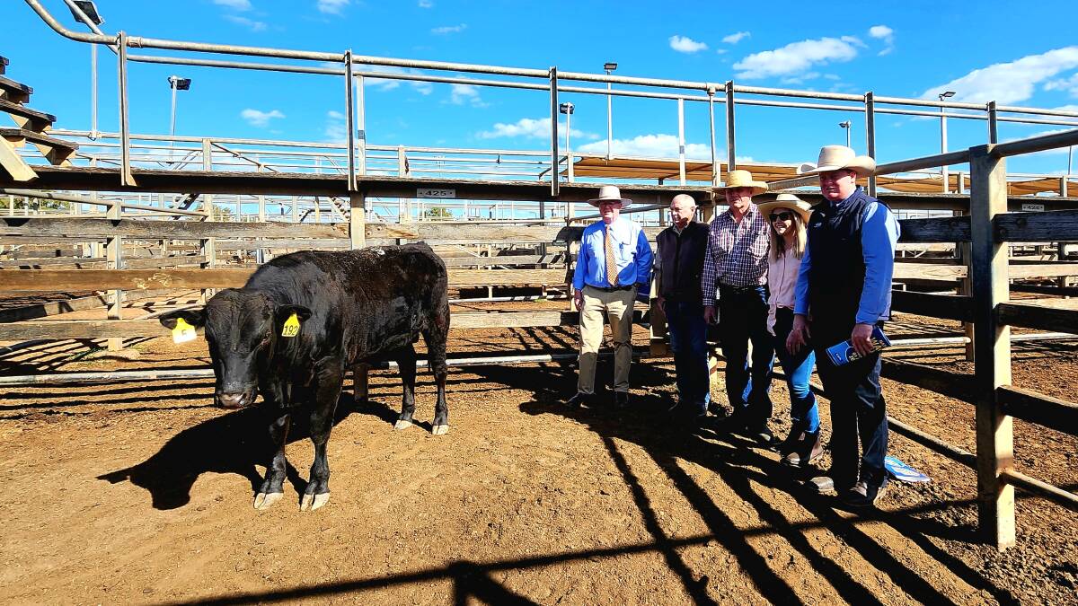 Equal top priced bull at the national Wagyu sale at Roma, Amberoo Turbulence, with Harvey Weyman-Jones, Weyman Jones & Co, vendor Peter McCullagh, Hirstglen, purchaser Gary Johnson and daughter Shayla Johnson, Dalby, and GDL auctioneer Cory Evans. Picture: Sally Gall