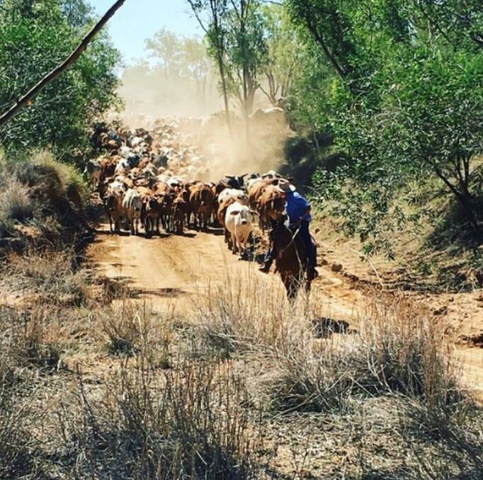 Mustering at Yelvertoft, where Marcus Curr has been trialling supplementation by water.