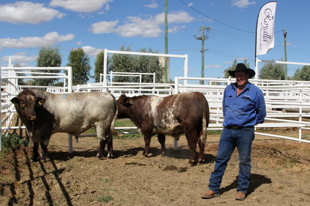 Shorthorn showing: Royalla stud principal, Nick Job, Yeoval, and two of the bulls he offered for sale at Longreach, which brought unprecedented prices for his sales in the region. Picture: Sally Cripps.