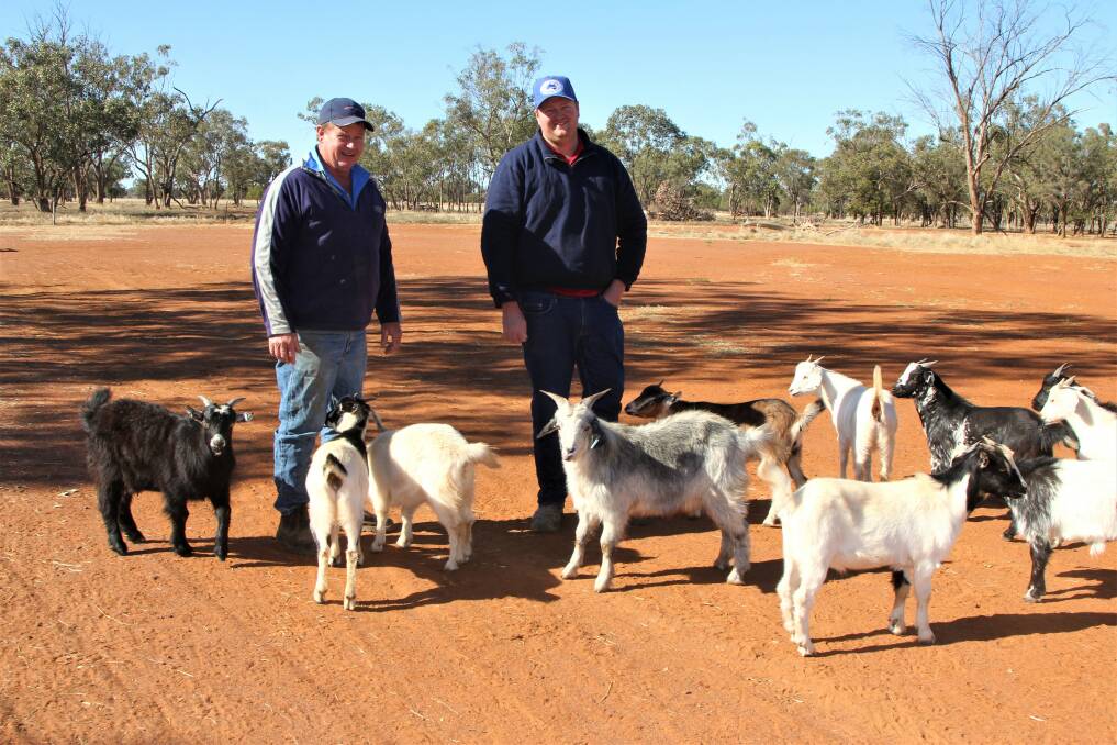 John Hodgen, Riccatoon, Charleville, and Nutrien Charleville's Gus Foott with some of the poddy kids that didn't get sold earlier in the year. Pictures - Sally Gall.