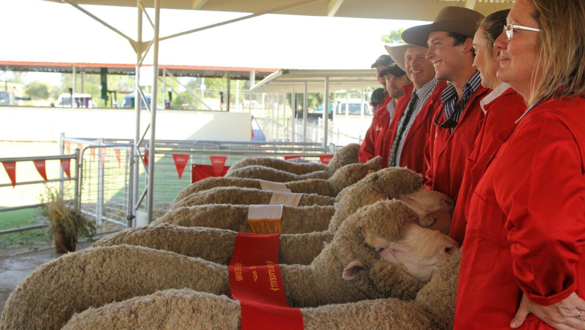 Organisers hope to muster up 50 entries for a rescheduled mini state sheep show in July. Picture - Sally Gall.