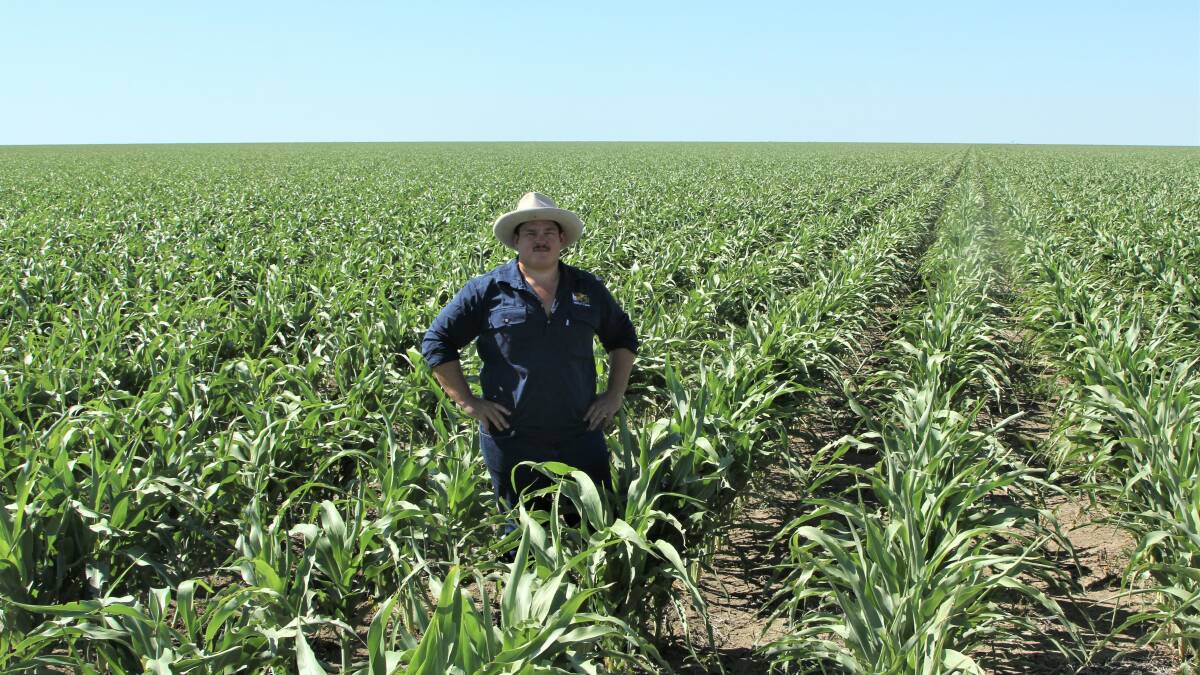 The late-planted dryland sorghum crop hasn't had any inputs but Lucas Findley expects to harvest every acre planted.
