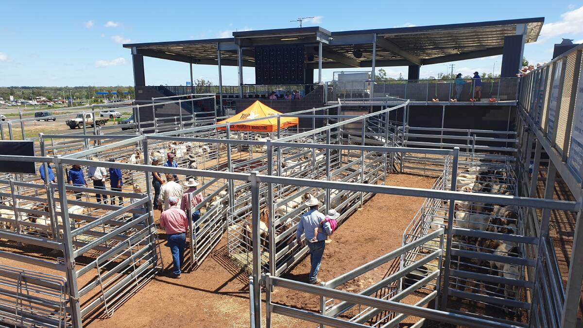 The goats were specially penned at the rear of the bull sale arena.