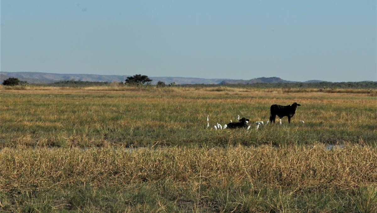 Cattle enjoying the lush feed in midwinter, along with the birdlife.