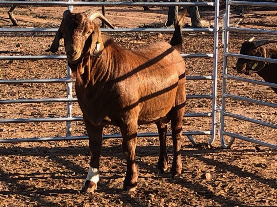 The full-blood Kalahari Red sire offered by Seaford Red Goats at Blackall that sold for $11,070 on Tuesday.