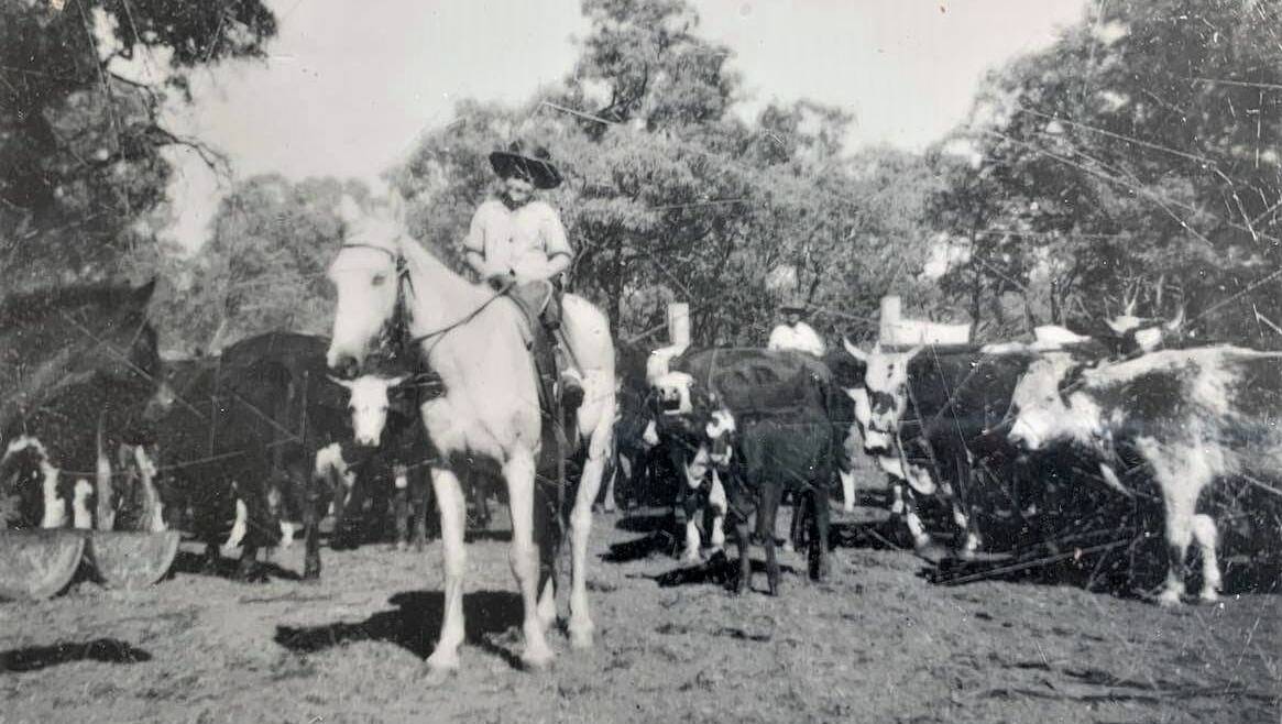 Rob French mustering on Gilberton as a young boy.