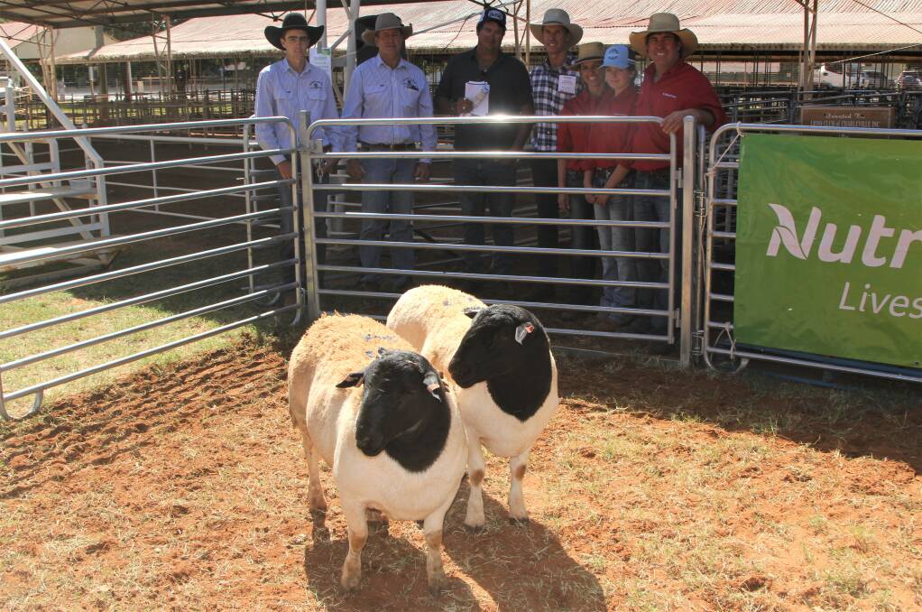 Sam and Paul Southern, Boonoon Dorpers, Weengallon, Malcom Jukes, Morven, John Elmes, Augathella, and Mel, Grace and Nick Pagett, Winrae Dorpers, Bundarra, with the two equal top selling Dorper rams, sold for $4200.