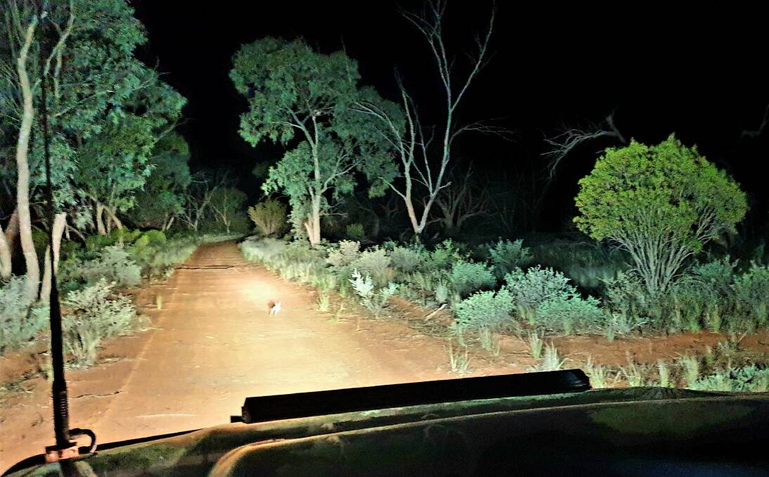 Because bilbies are nocturnal, spotlighting at night is the best time to see them in their environment.
