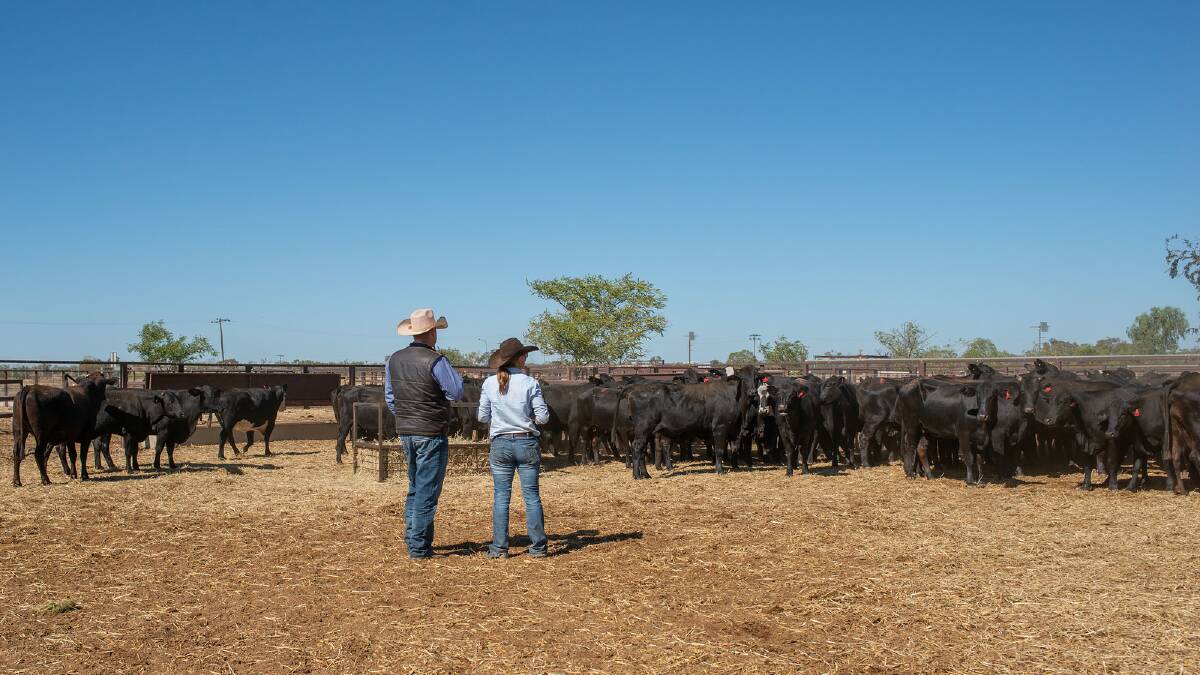 Ben Wratten and WQLX site manager Clare McNeven inspecting another load of stock spelling at the Longreach yards.