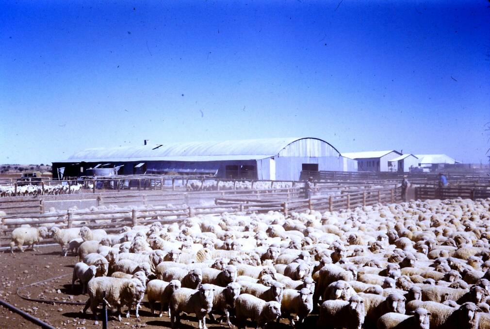 The shearing shed at Warbreccan, which operated with 20 stands, 10 on either side, now lies in ruins.