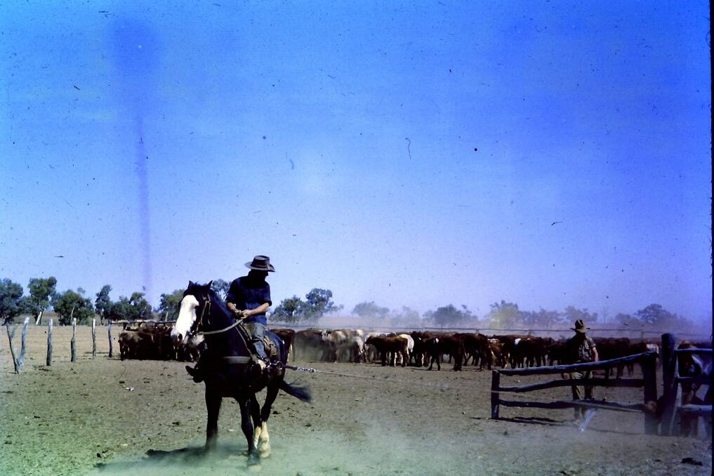 Brian Downey bronco branding on Tarpot in cattle yards near the Tonkoro boundary.