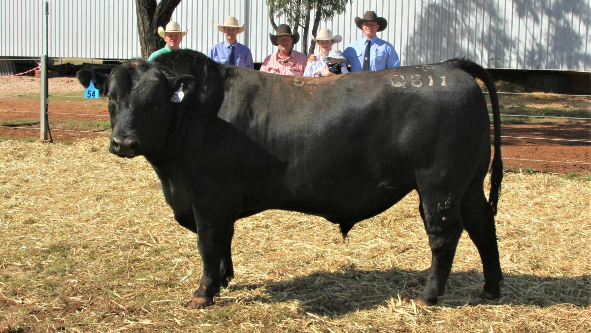 Nutrien stud stock representative Colby Ede, Hourn & Bishop livestock agent Brad Passfield, Jay Pearce, TopX Taroom, representing purchasers Cameron and Sarah Webster, Somerset, Wandoan, and Bea and Stirling Litchfield and Ed Bradley, Hazelden, with the top priced bull.