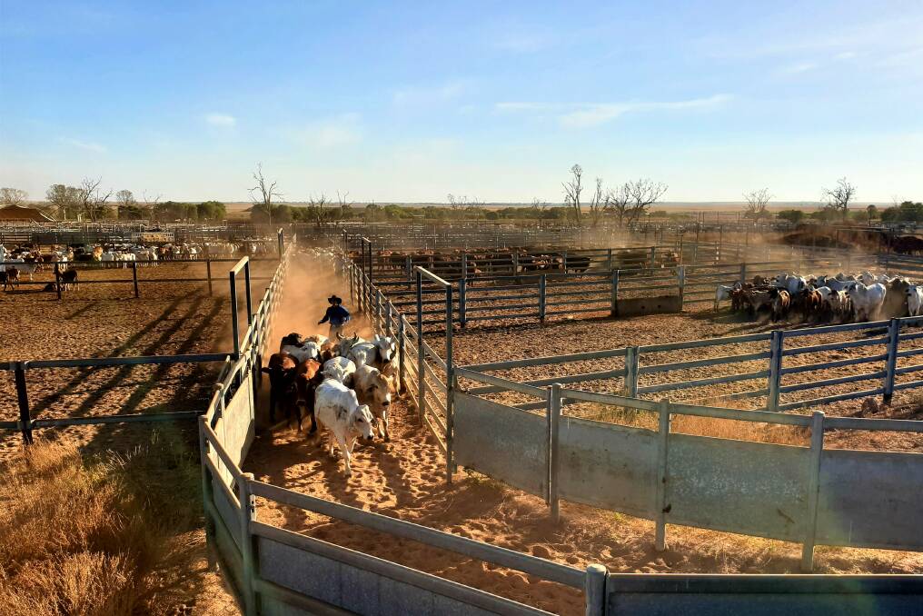 Head stockman Dan Turnbull bringing sale cattle up to load onto trucks bound for Alice Springs.