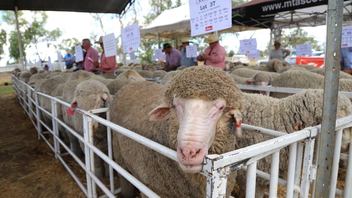 One of the two poll Merino rams bought by the Elliott family at Belfast, Winton. Picture: Sally Gall