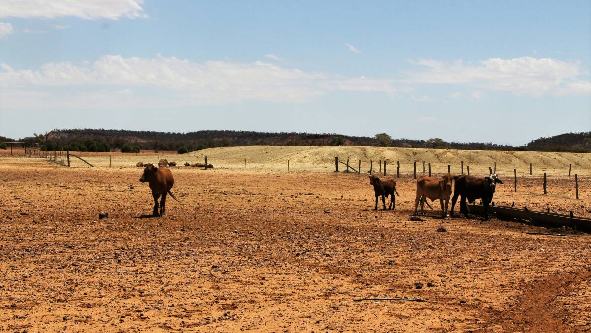 Some of the Sargent's Droughtmaster herd on water at Cooma.