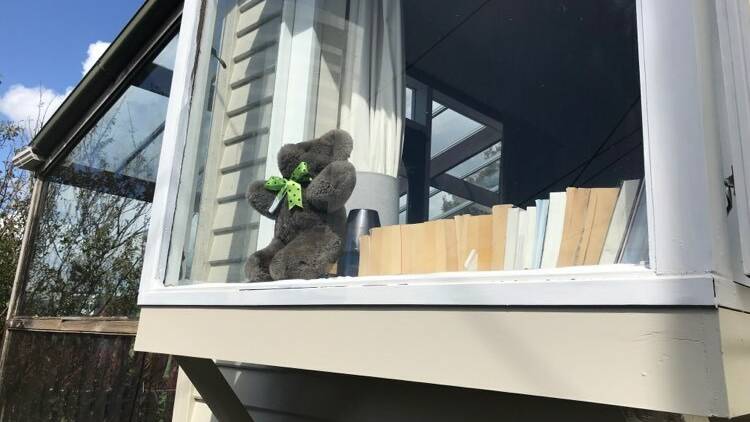 Tambo expat Fi Shaw sent in her Tambo Teddy picture from her locked-down home in Wellington, NZ.