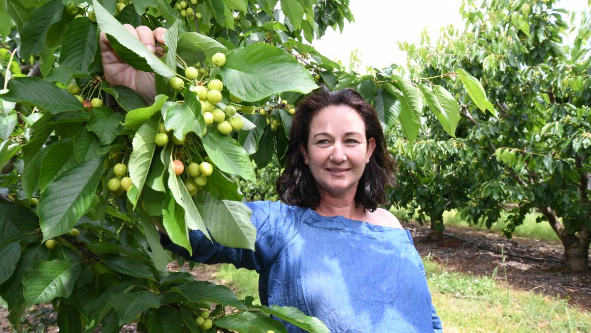 ON THE WAY: The cherry crop is green now but orchardist Fiona Hill says they will soon be ripe for picking by hundreds of workers. Photo: JUDE KEOGH 1117jkcherry3