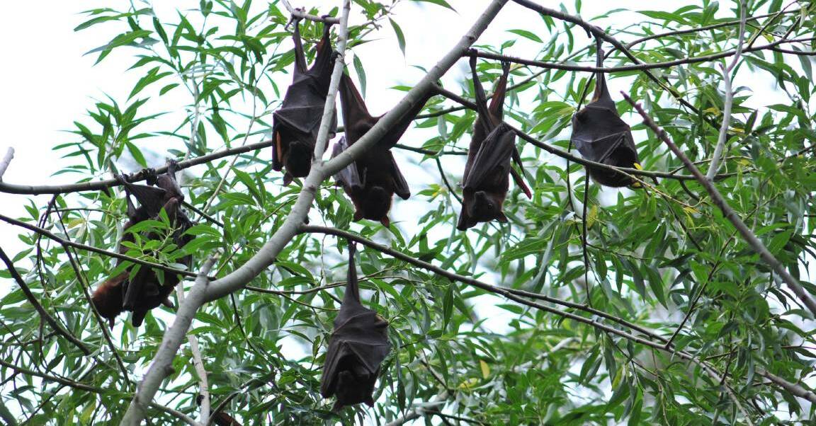 Warmer temperatures might encourage fruit bats to stay longer in the Central West.
