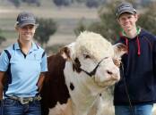 PICTURE PERFECT: Emily Taylor, Eclipse Poll Herefords, and her brother Mitchell put Pac-Mac through final preparations for the Hereford National Dubbo. Photo: Supplied