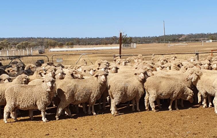 HAPPY FLOCK: Well Gully genetics have been used extensively at Futera.
