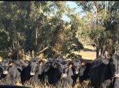 GROWING HERD: Moxham Pastoral, Black Mountain, has been successfully using Waitara Angus genetics to improve their herd. Photo: Supplied