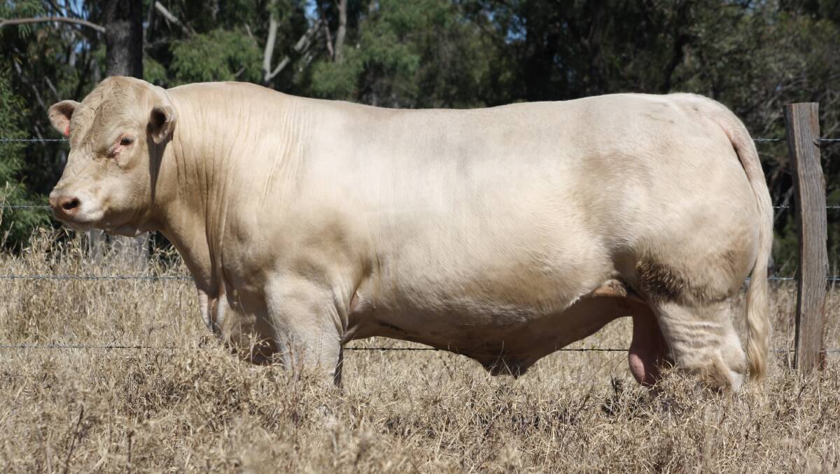 HE'S A STAR: 4NG R89E Lot 5 Clare Rock Star (P) is sure to turn heads when presented at the Eidsvold Saleyards by Clare Charolais and Elridge Charolais. Photo: Supplied