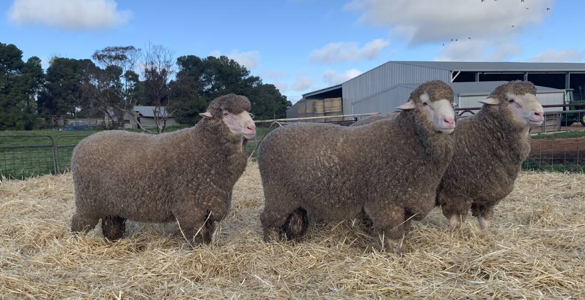 HIGH GRADE: The Boughen family, Kamora Park Poll Merino, refuse to compromise on quality.