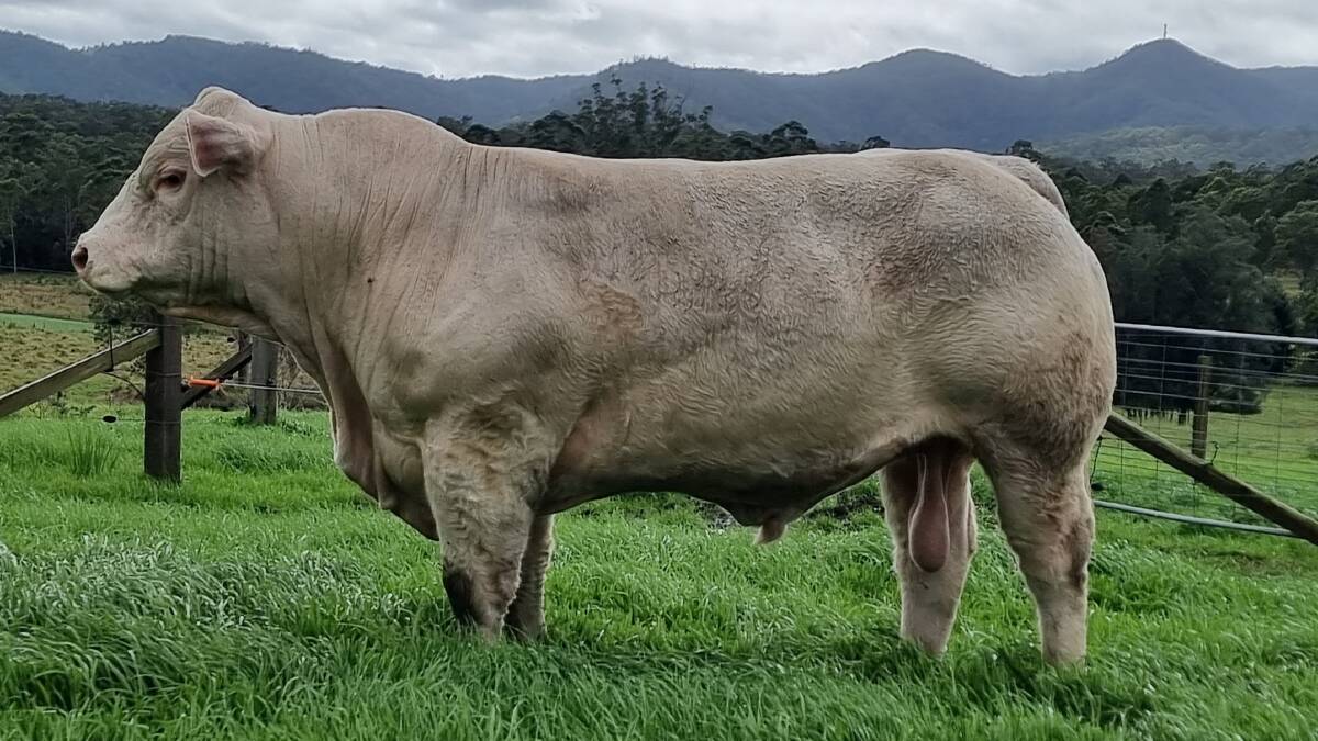 FIRST RATE: Lot 2 RUU R21E Elridge Rolls Royce (Homozygous Polled) will be a key attraction at the Eidsvold auction. Photo: Supplied